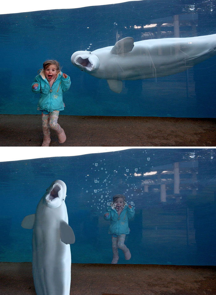 A Beluga Whale Surprising A Young Girl