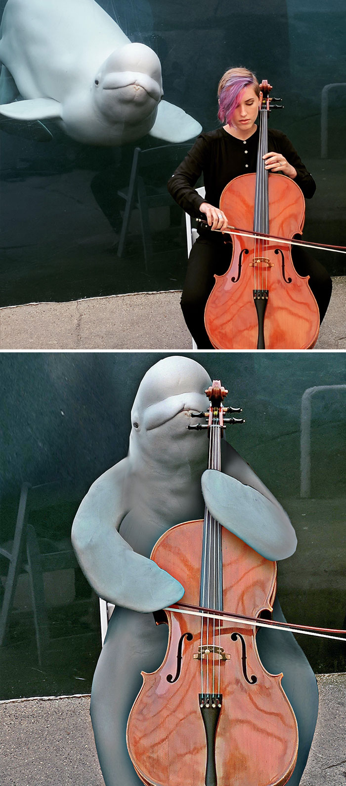 Women Playing The Cello For A Beluga