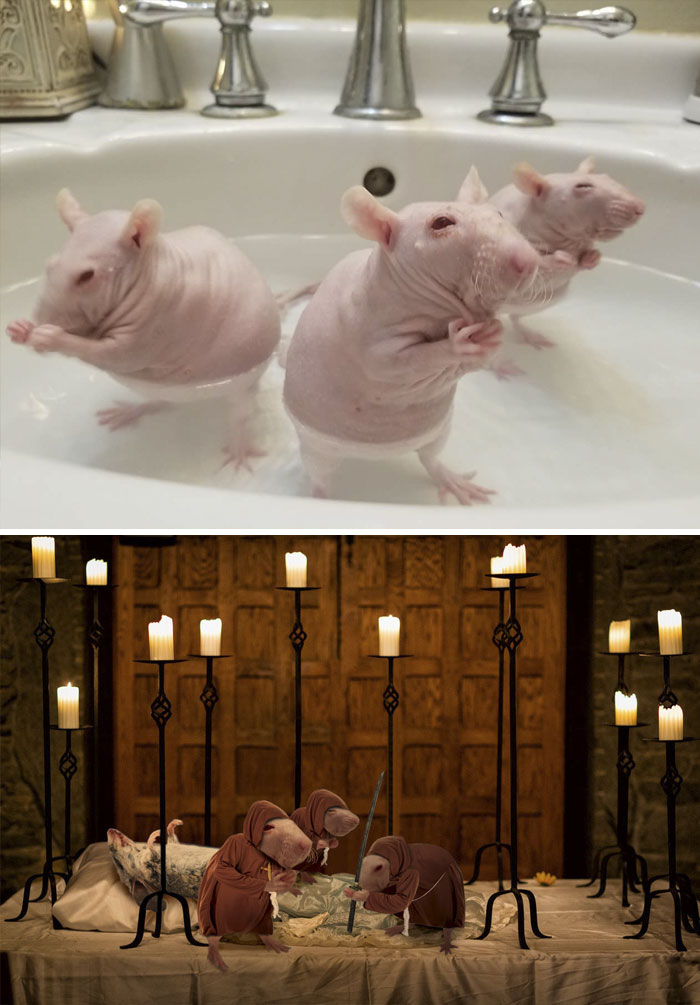 Three Hairless Rats In The Tub