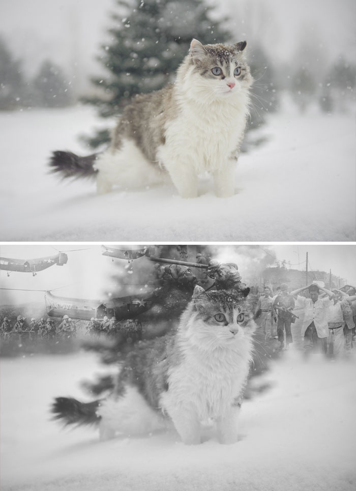 This Indoor Cat Who Is Scared Of Snow