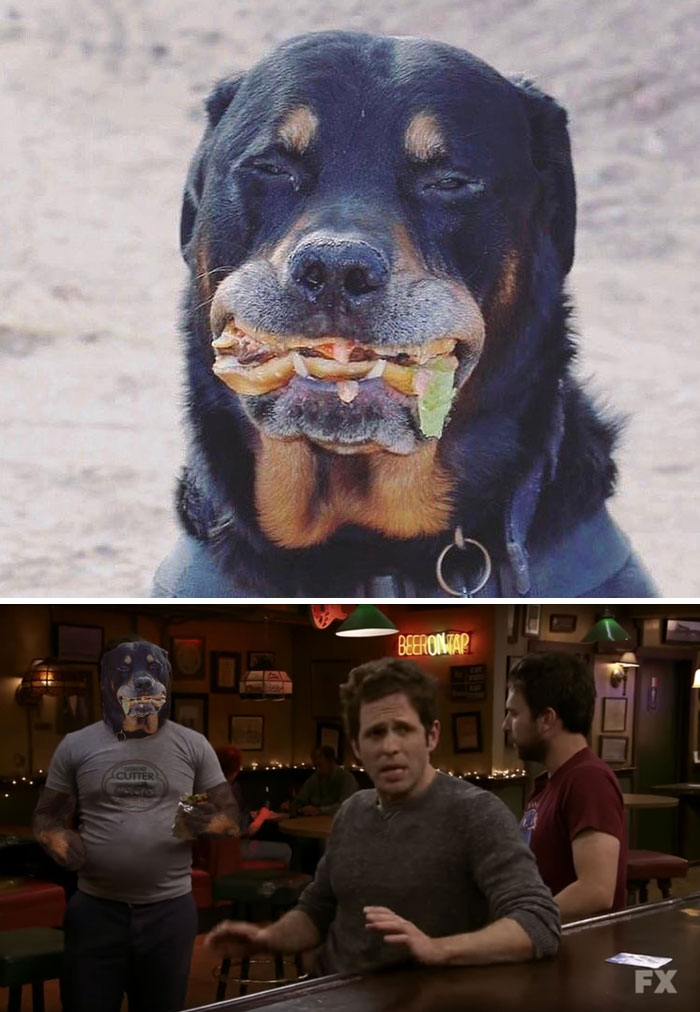 Dog With A Burger In His Mouth