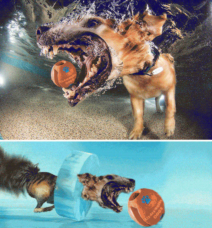 This Dog Catching A Ball Underwater