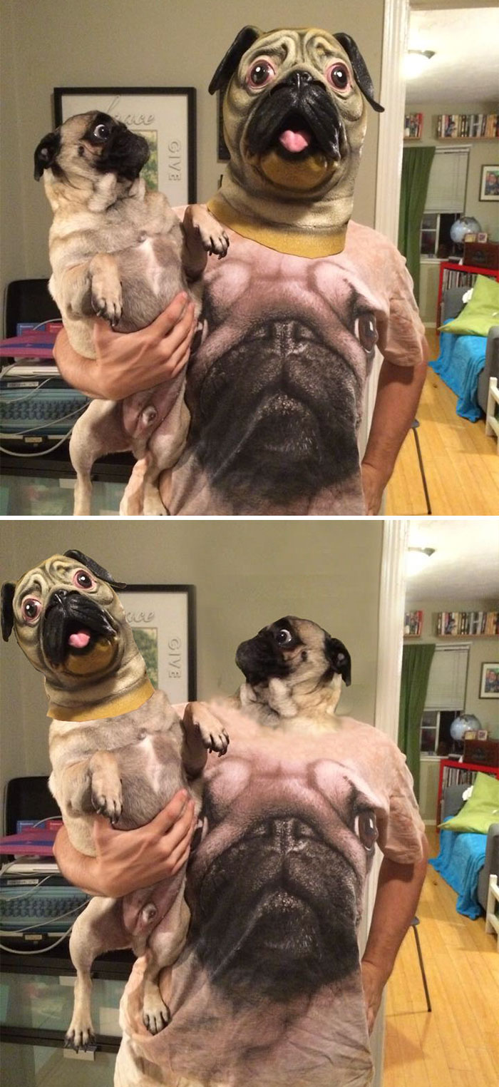 Man In Pug Mask In And Pug Shirt Holding Scared Pug