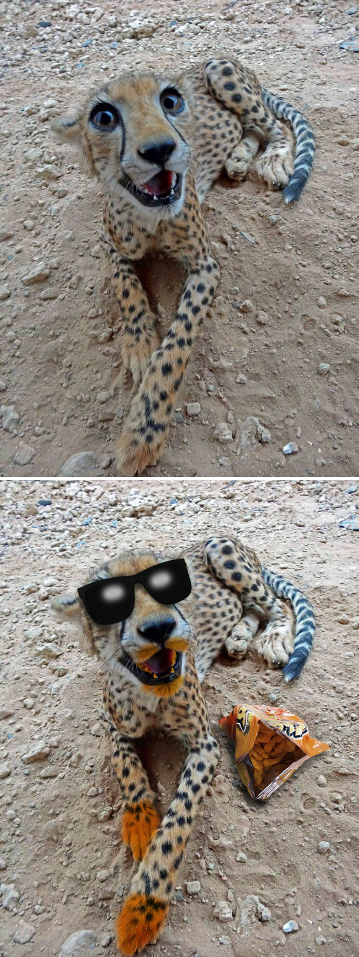 This Cheerful Cheetah