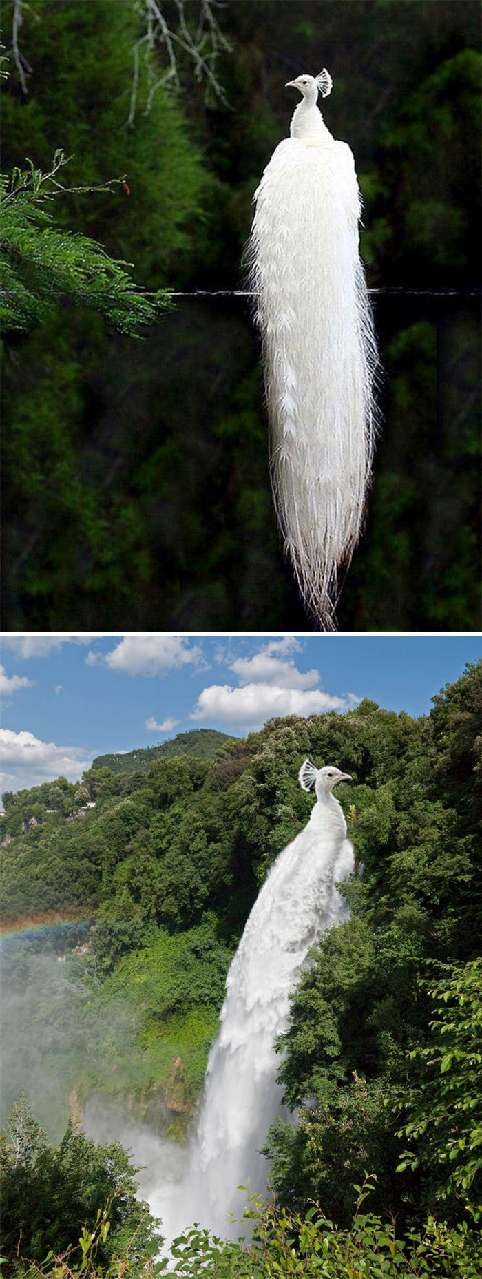 A White Peacock