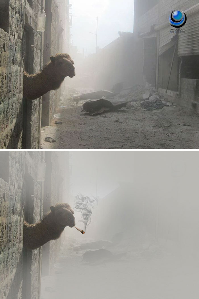 This Camel After An Airstrike