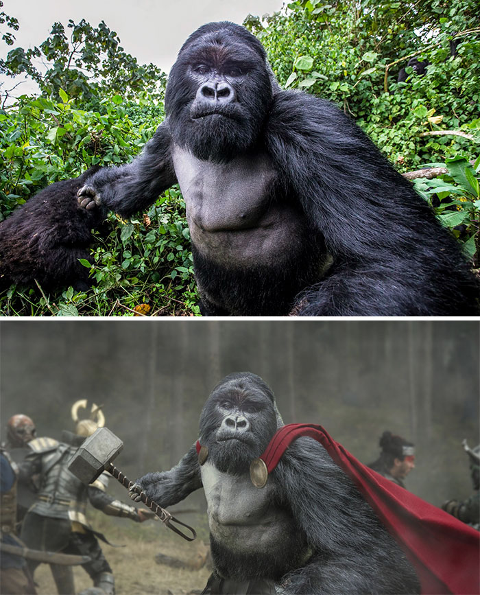 Gorilla About To Punch