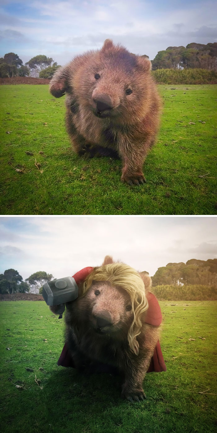 Wombat en el campo
