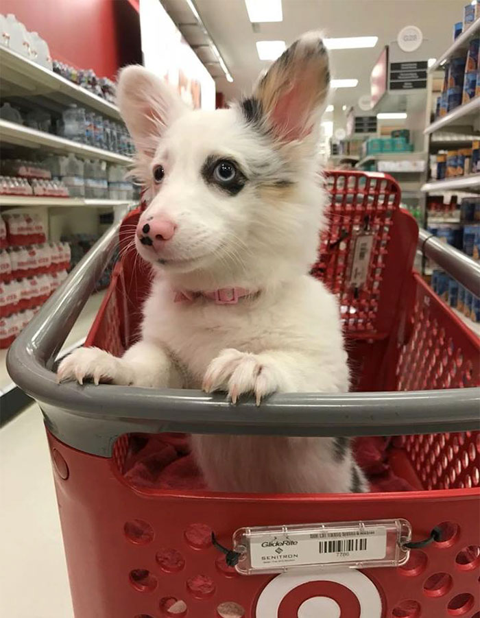 Dog Goes To Target, Has The Best Time Of Her Life