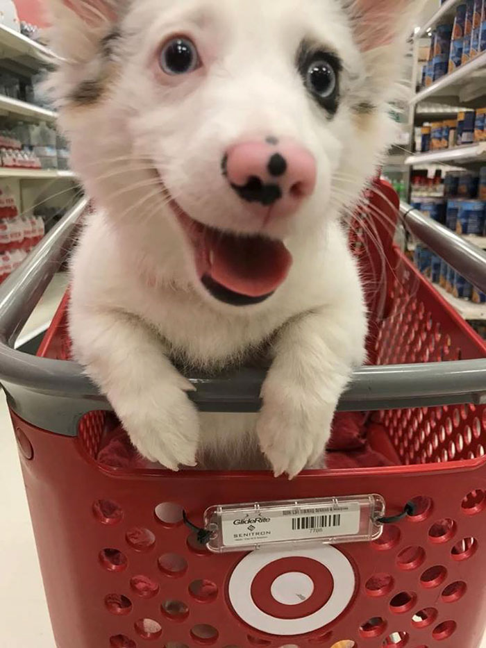 Dog Goes To Target, Has The Best Time Of Her Life