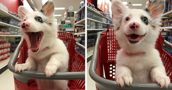 happy dog shopping