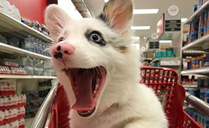 Dog Goes To Target, Has The Best Time Of Her Life