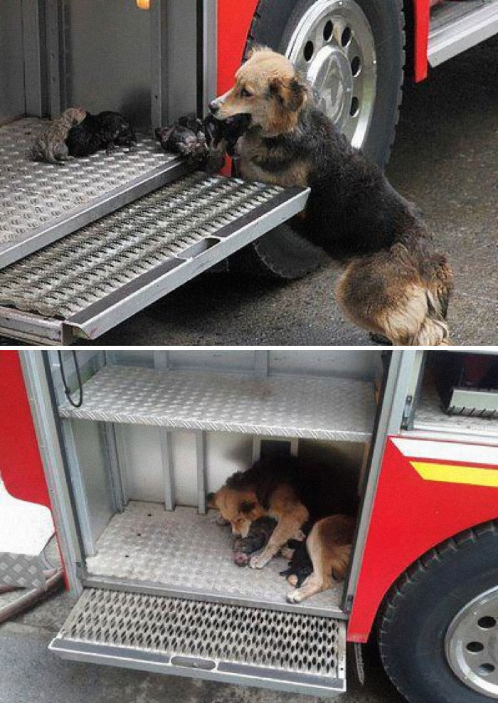 Esta mamá perro salvó a sus cachorros de un incendio y los puso en el camión de bomberos