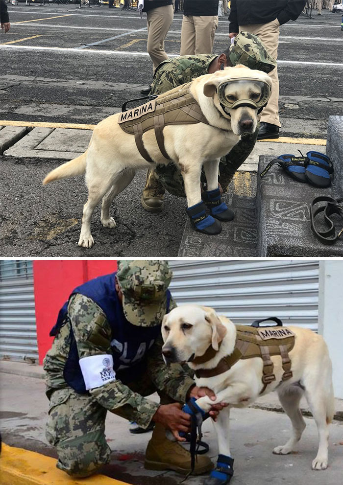 This Is Frida - The Good Girl Who Saved 52 People From Mexico's Earthquake