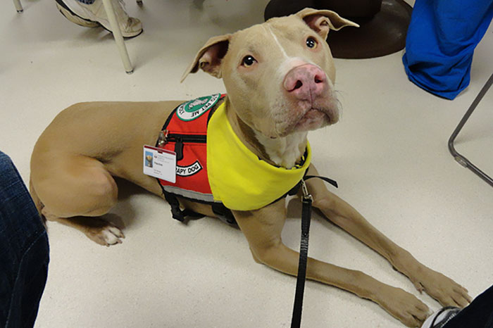 Peaches The Wonder Pit Started Out As A Rescue Dog Scheduled To Be Euthanized, But Was Rescued And Became Not Only A Therapy Dog Lending Emotional Support For People, Like Boston Marathon Bombing Witnesses, But Also American Pit Bull Foundation's Mascot