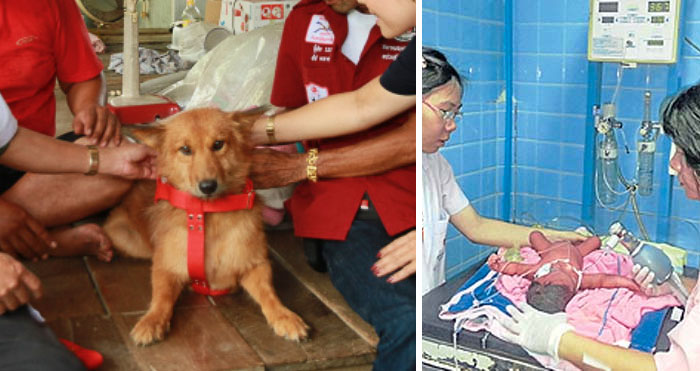 Dog Saves Newborn Baby Tossed In Thailand Garbage Dump