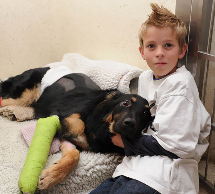 Este perro de 8 meses salvó a un niño de ser atropellado por un camión. Lo empujó y fue atropellado él