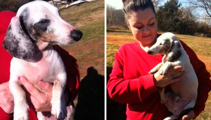 True, A Blind, Deaf, 3-Legged Dog Saved A Family From Fire By Alerting Them