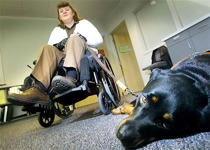 Faith, A 4-Year-Old Dog Called 911 When Its Human Leana Had A Seizure And Fell Out Of Her Wheelchair. Faith Is Trained To Summon Help By Pushing A Speed-Dial Button On The Phone With Her Nose