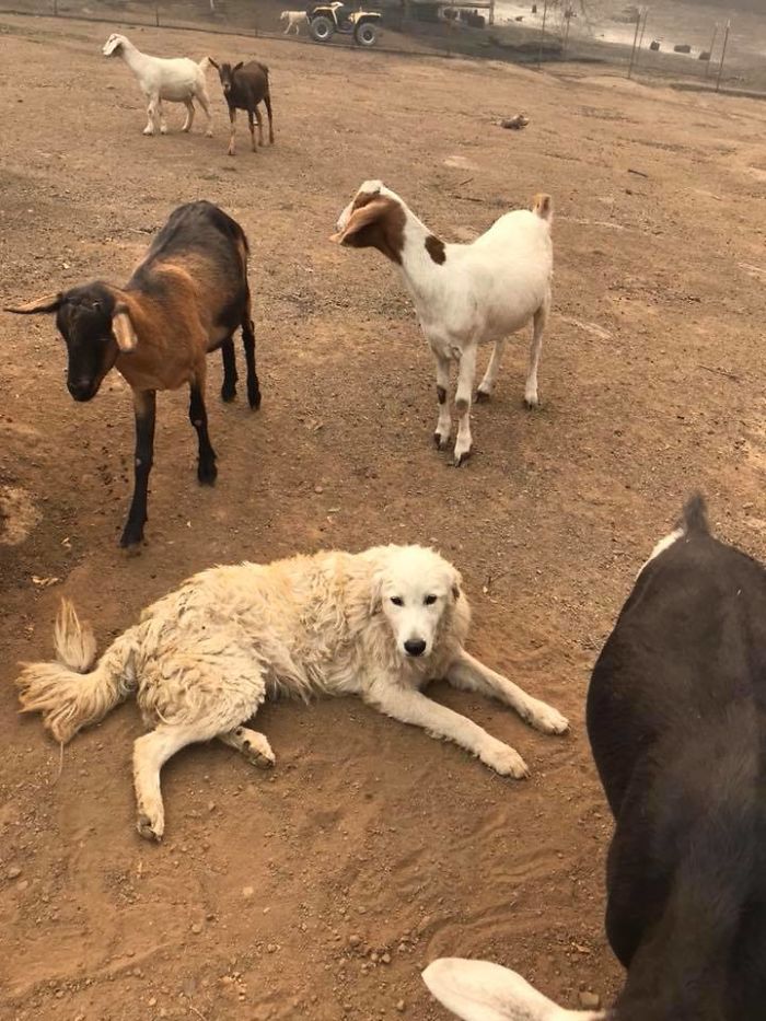 Dog Refuses To Leave His Family's Eight Goats; Protects Herd And Baby Deer From California Wildfires