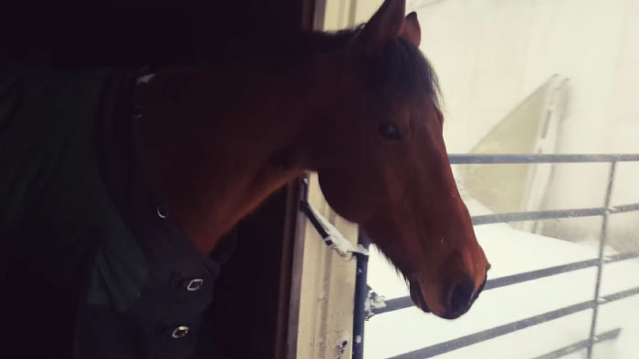 Internet Can't Stop Laughing At These Horses' Reaction After Their Owner Let Them Out In The Snow