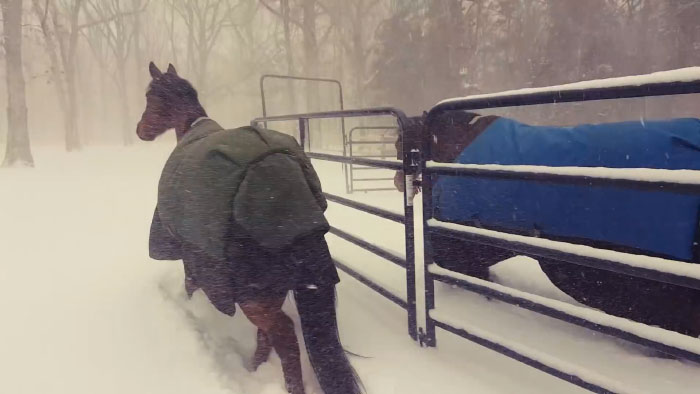 Internet Can't Stop Laughing At These Horses' Reaction After Their Owner Let Them Out In The Snow