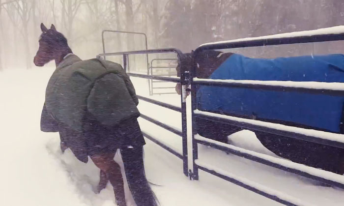 Internet Can’t Stop Laughing At These Horses’ Reaction After Their Owner Let Them Out In The Snow