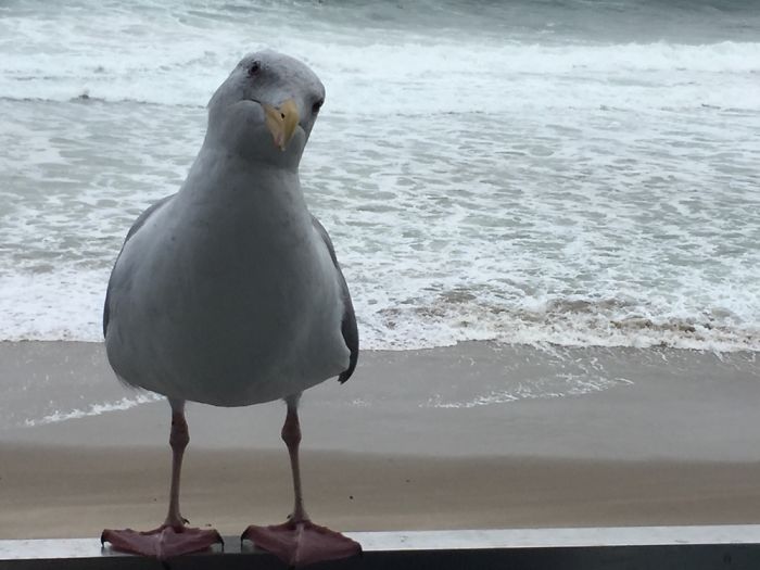 Oregon Coast. Our Guard For The Weekend. Seagulls Become Attached And Scare Others Away.