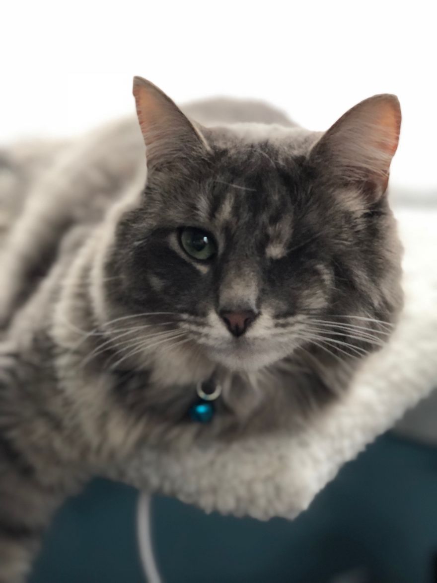 Mia, Our One Eye Cat, Gotta ❤️ Her.