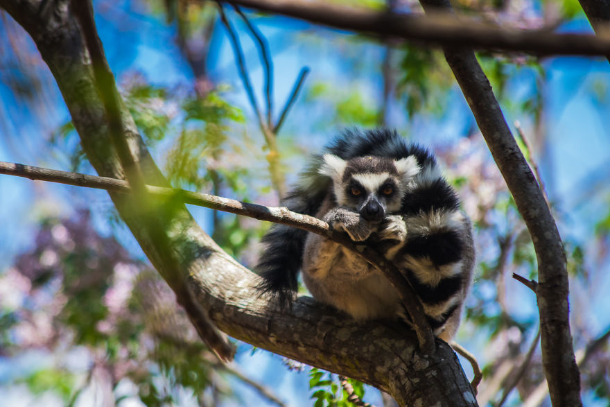 30+ Photos Of Unbelievable Madagascar That Will Make You Pack Your Backpack And Hit The Road