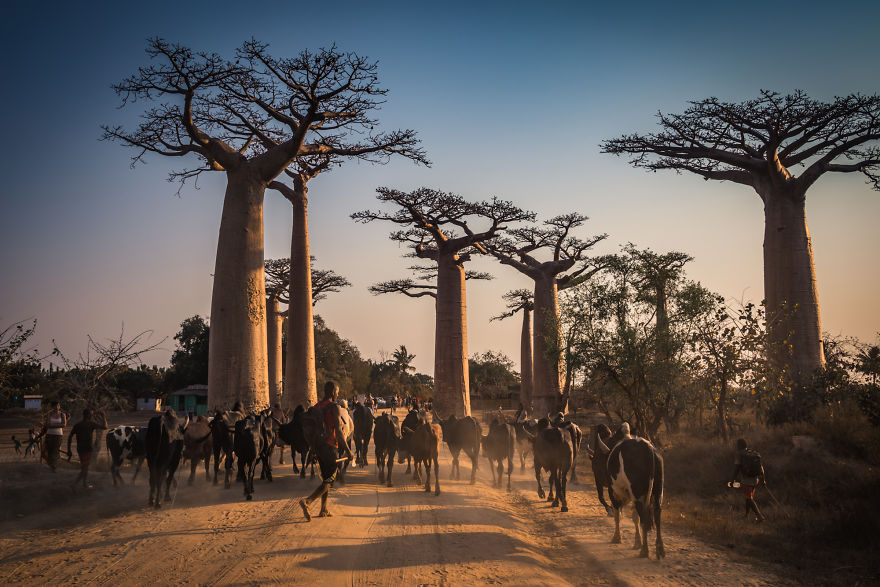 30+ Photos Of Unbelievable Madagascar That Will Make You Pack Your Backpack And Hit The Road