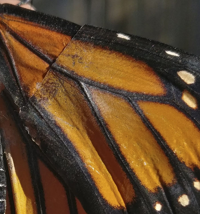Woman Performs Surgery On Monarch Butterfly With Broken Wing, Next Day It Surprises Her In The Coolest Way