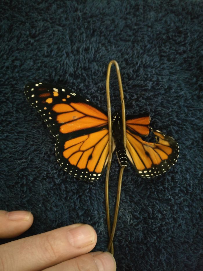 Woman Performs Surgery On Monarch Butterfly With Broken Wing, Next Day It Surprises Her In The Coolest Way