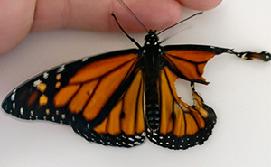 Una mujer opera a una mariposa monarca con un ala rota, y al día siguiente la sorprende de la mejor manera