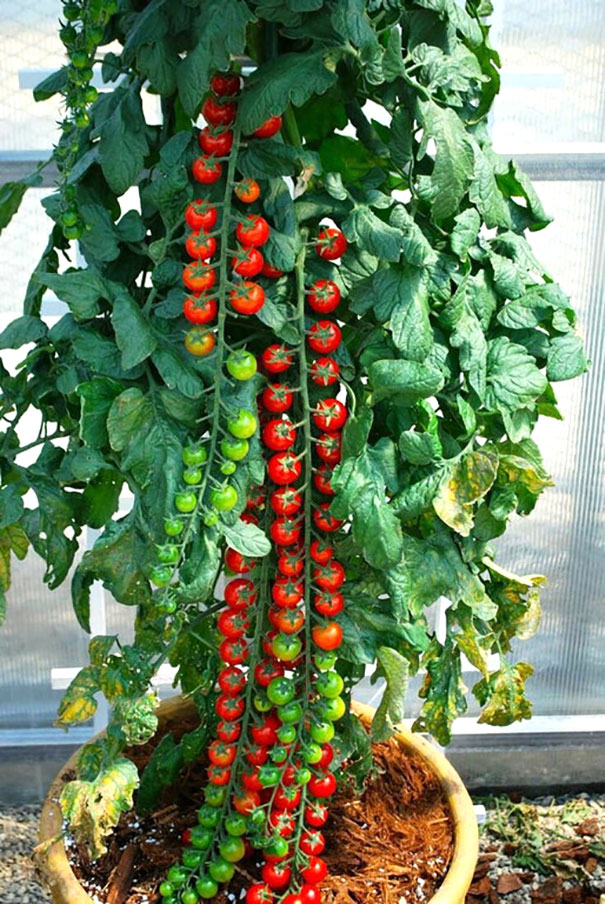 Satisfying Tomato Plant