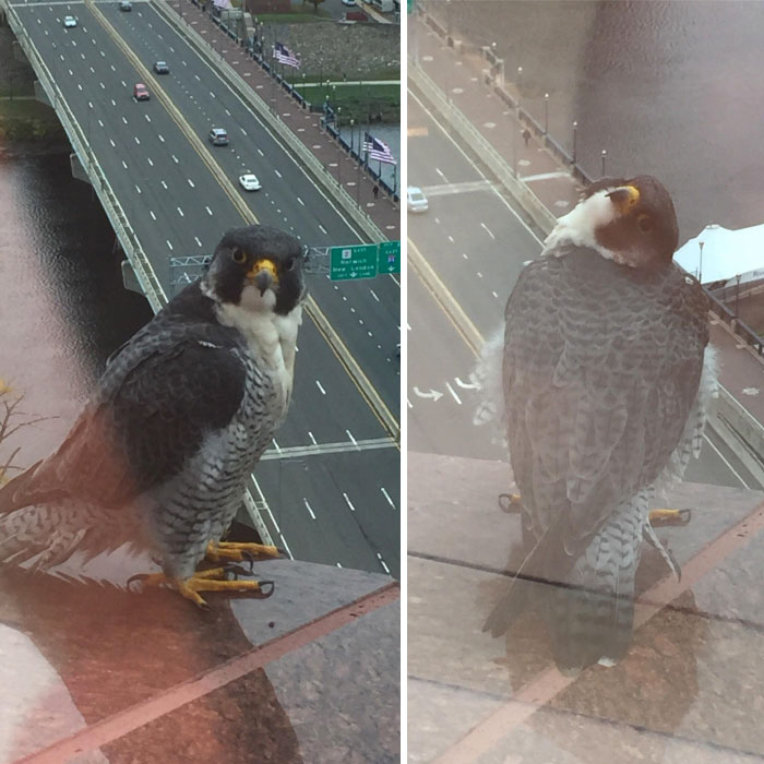 I Work On The 22nd Floor And Also Have A Feathered Friend Who Sometimes Poses For Me