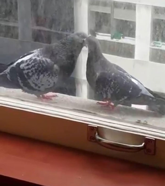 My Feathered Friends Like To Make Out In Front Of Me