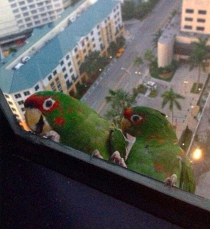 In Miami We Too Have Feathery Friends That Drop By! Say Hello To Ted And Terry