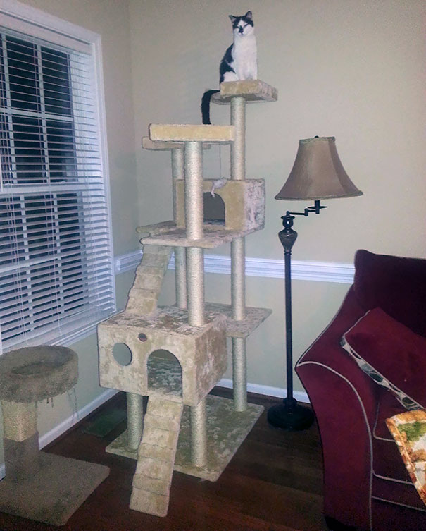 My Wife Was Angry At Me For Buying Such A Huge Cat Tree For Our Blind Cat. "She's Blind. She Won't Be Able To Climb That Thing!". 36 Hours Later