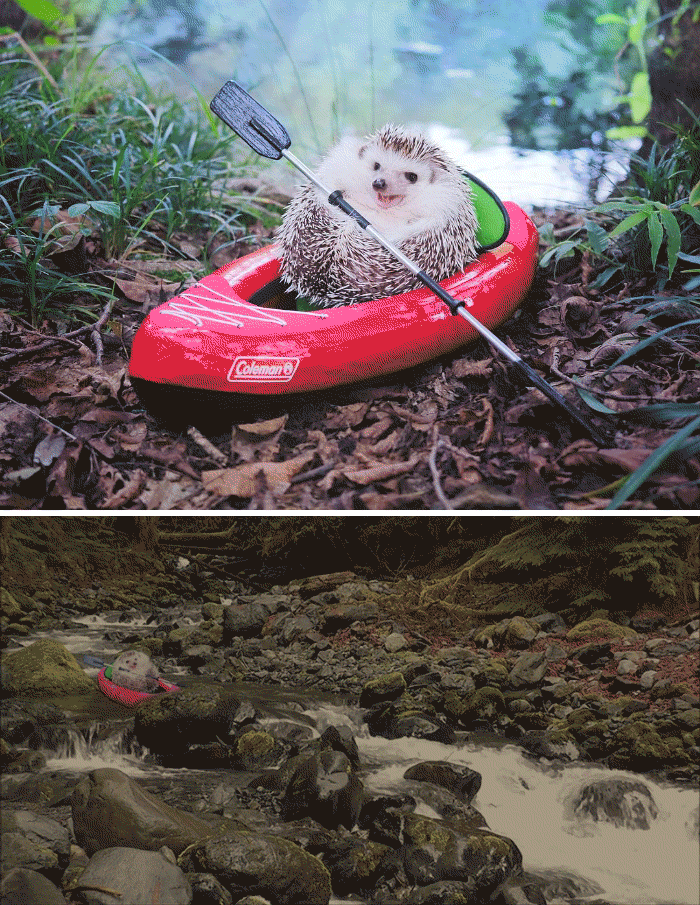 This Hedgehog Posing In A Tiny Kayak