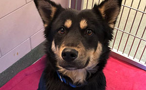 Man Dumps His Dog Near Dunkin' Donuts With A Note Stuck To Her Collar That Will Break Your Heart 