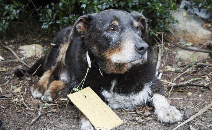Family Thought They Lost Their Dog Until He Came Back With A Note That Will Melt Your Heart