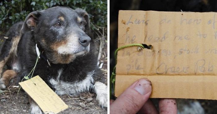 Family Thought They Lost Their Dog Until He Came Back With A Note That Will Melt Your Heart