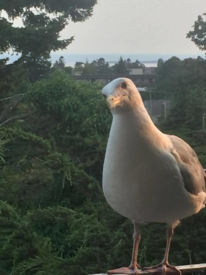 Sam The Seagull - He Visits Me Every Single Day, Several Times A Day For A Handout :)