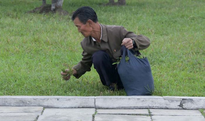Los norcoreanos a menudo recogen hierba de los parques para comérsela. Los guías se ponen furiosos si te ven hacer la foto
