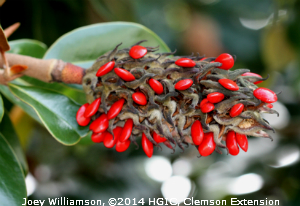 southern_magnolia_pod_with_20red_fruit2030020jw.jpg