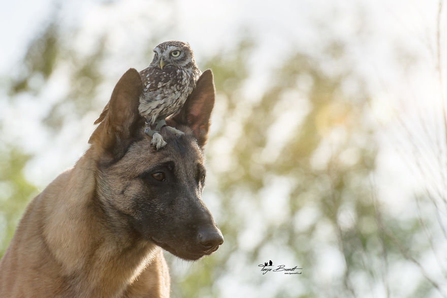 Dog-Ingo-Owl-Friends-Tanja-Brandt