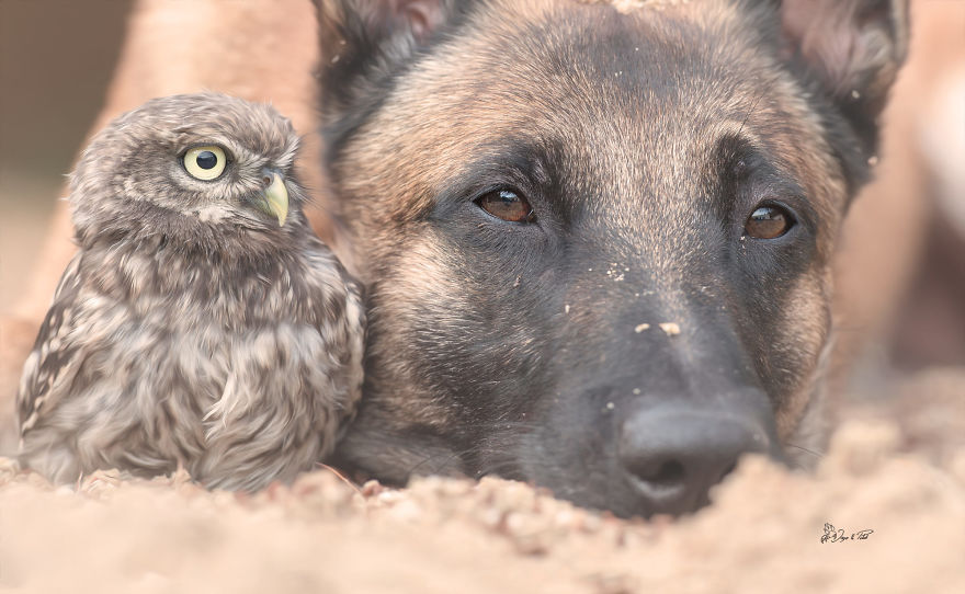 Dog-Ingo-Owl-Friends-Tanja-B