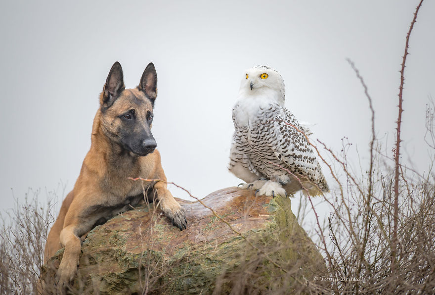 Dog-Ingo-Owl-Friends-Tanja-Brandt