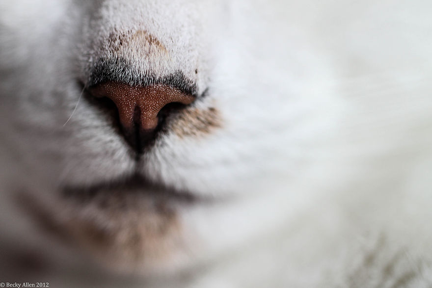 Cat-Noses-Macro-Photography